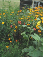 Our "Fall bed" tests the harmonies of red and yellow blooms