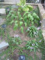 Three types of hostas selected for their inter-harmony bring interest to shady spaces